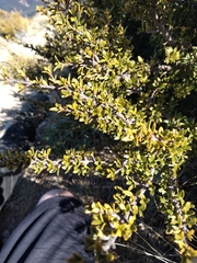 Coprosma pseudocuneata