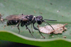 Lyroda