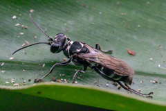 Lyroda
