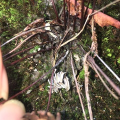 Aleuritopteris argentea