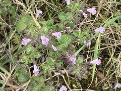 Clinopodium menthifolium ascendens