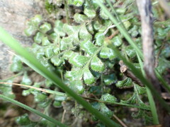 Asplenium subglandulosum