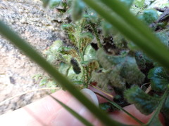 Asplenium subglandulosum