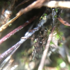 Aleuritopteris argentea