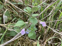 Clinopodium menthifolium ascendens