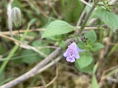 Clinopodium menthifolium ascendens