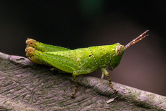 Xenocatantops humilis