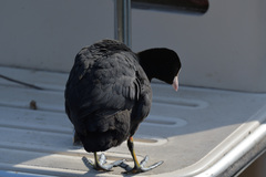 Fulica atra atra