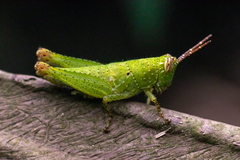 Xenocatantops humilis