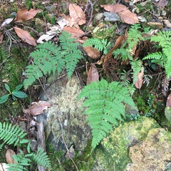 Dryopteris wuzhaohongii