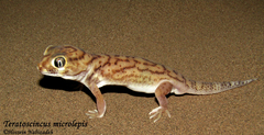Teratoscincus microlepis