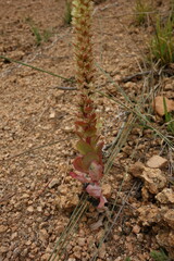 Orostachys malacophylla