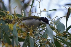 Melithreptus lunatus