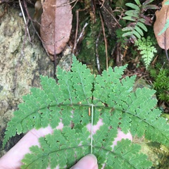Dryopteris wuzhaohongii