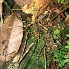 Dryopteris wuzhaohongii