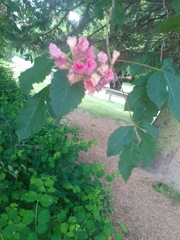 Aesculus × carnea