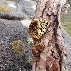 Hexagonia vesparia