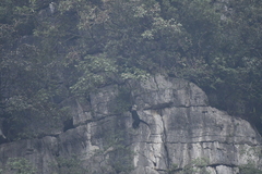 Trachypithecus leucocephalus