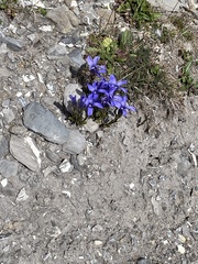 Gentianopsis ciliata