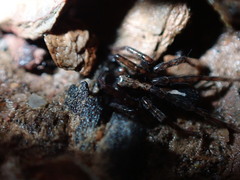 Artoriinae