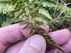 Cystopteris fragilis