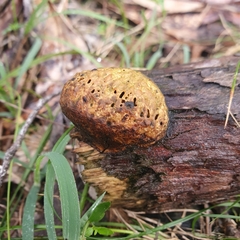 Hexagonia vesparia