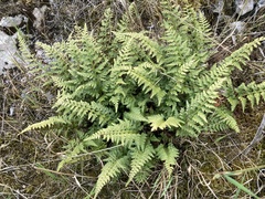 Cystopteris fragilis