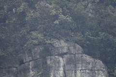 Trachypithecus leucocephalus