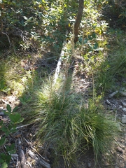 Xerophyllum tenax