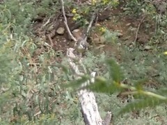 Sericornis frontalis