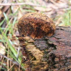 Hexagonia vesparia