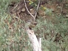 Sericornis frontalis