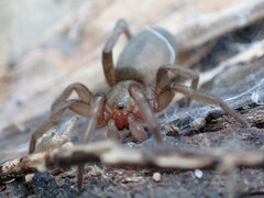 Encoptarthria
