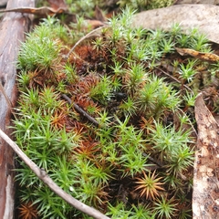 Polytrichum juniperinum