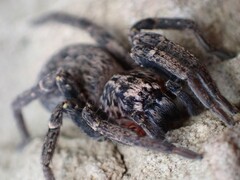 Mituliodon tarantulinus
