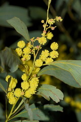 Acacia obliquinervia
