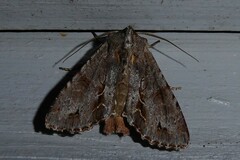 Ichneutica ustistriga
