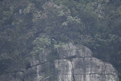 Trachypithecus leucocephalus