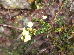 Acacia paradoxa