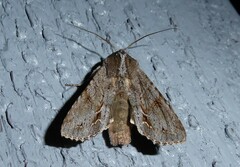 Ichneutica ustistriga