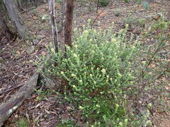 Ozothamnus obcordatus