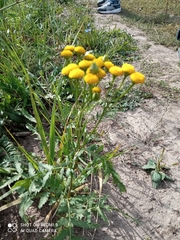 Rhopalomyia tanaceticola