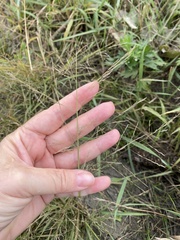 Eragrostis albensis