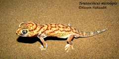 Teratoscincus microlepis