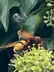 Volucella zonaria