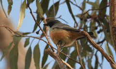 Pachycephala rufiventris