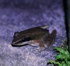 Indosylvirana nicobariensis