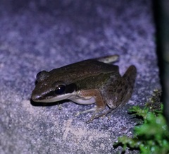 Indosylvirana nicobariensis