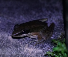 Indosylvirana nicobariensis