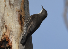 Cormobates leucophaea